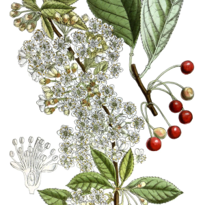 Wild Cherrybark